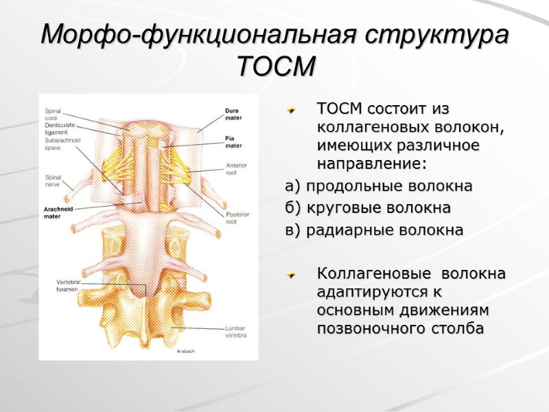 Морфо-функциональная структура ТОСМ  ТОСМ состоит из коллагеновых волокон, имеющих различное направление: а) продольные